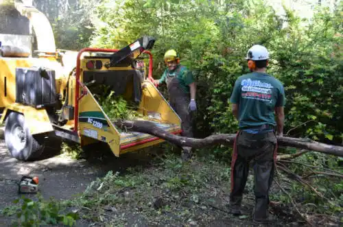 tree services Peachtree Corners